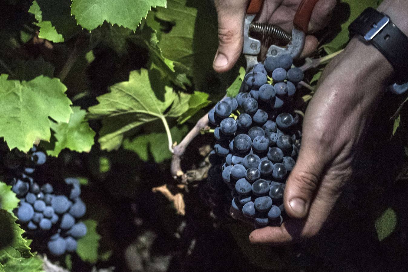 El frescor de la noche que da aroma al vino