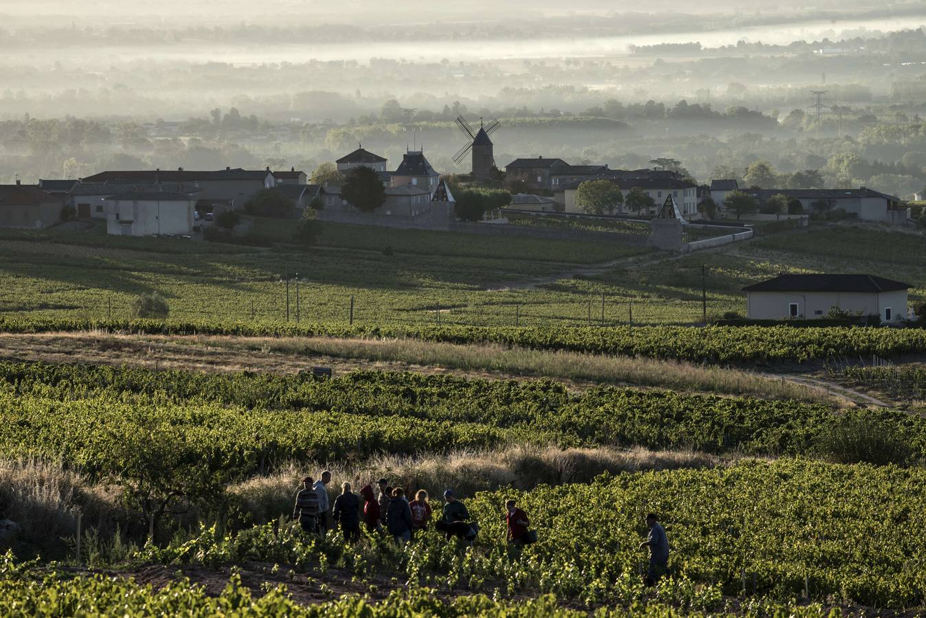 El frescor de la noche que da aroma al vino