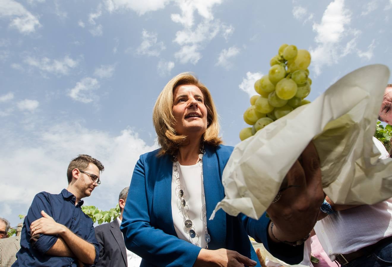 Primer corte de la uva de mesa del Vinalopó