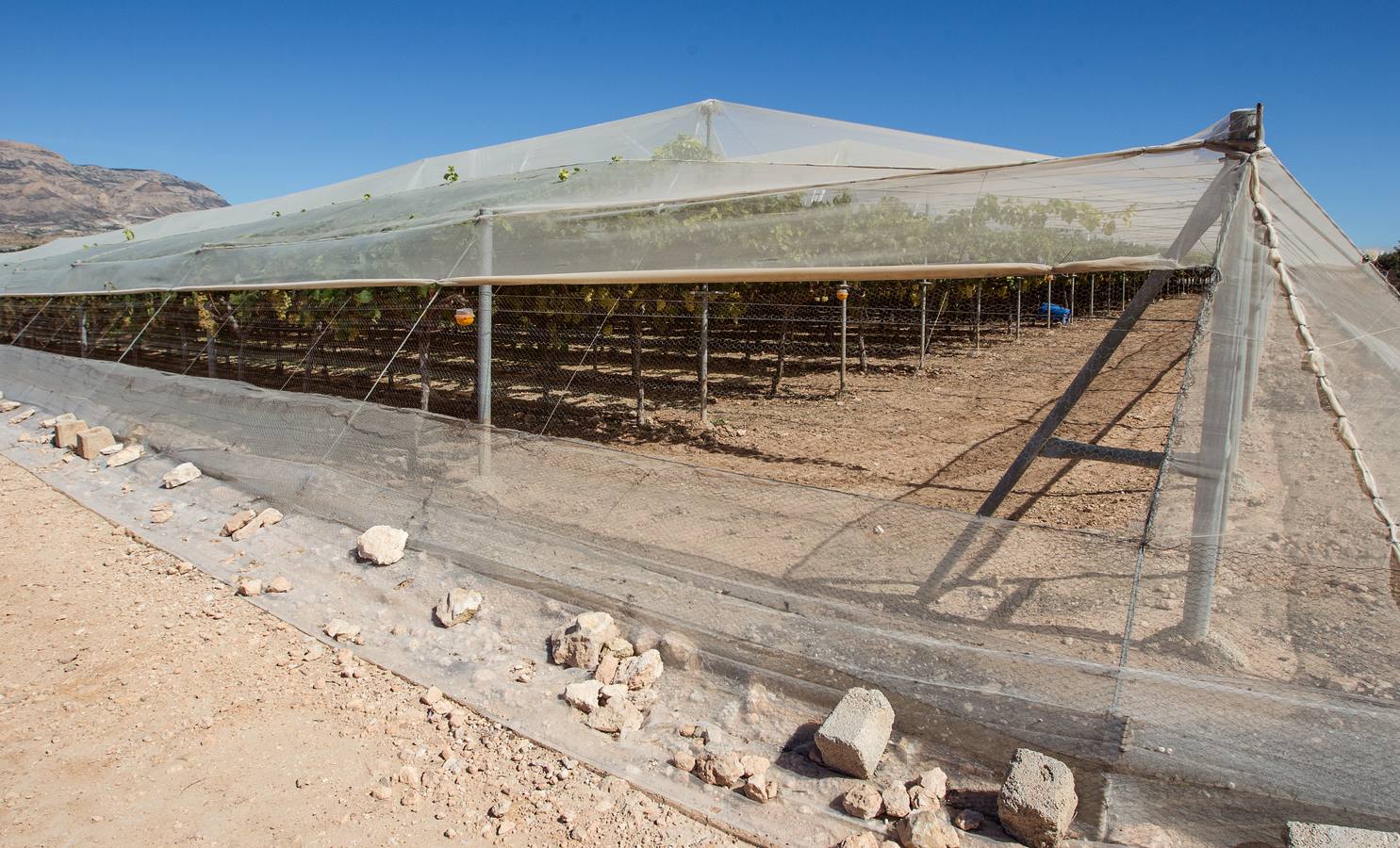 Mercadona afianza su relación con proveedores del sector primario en Alicante