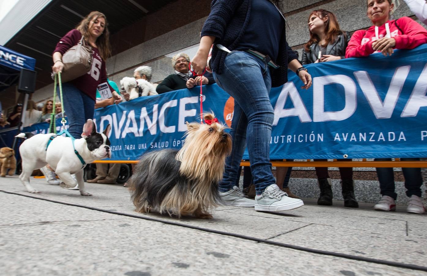 Desfile canino benéfico en El Corte Inglés