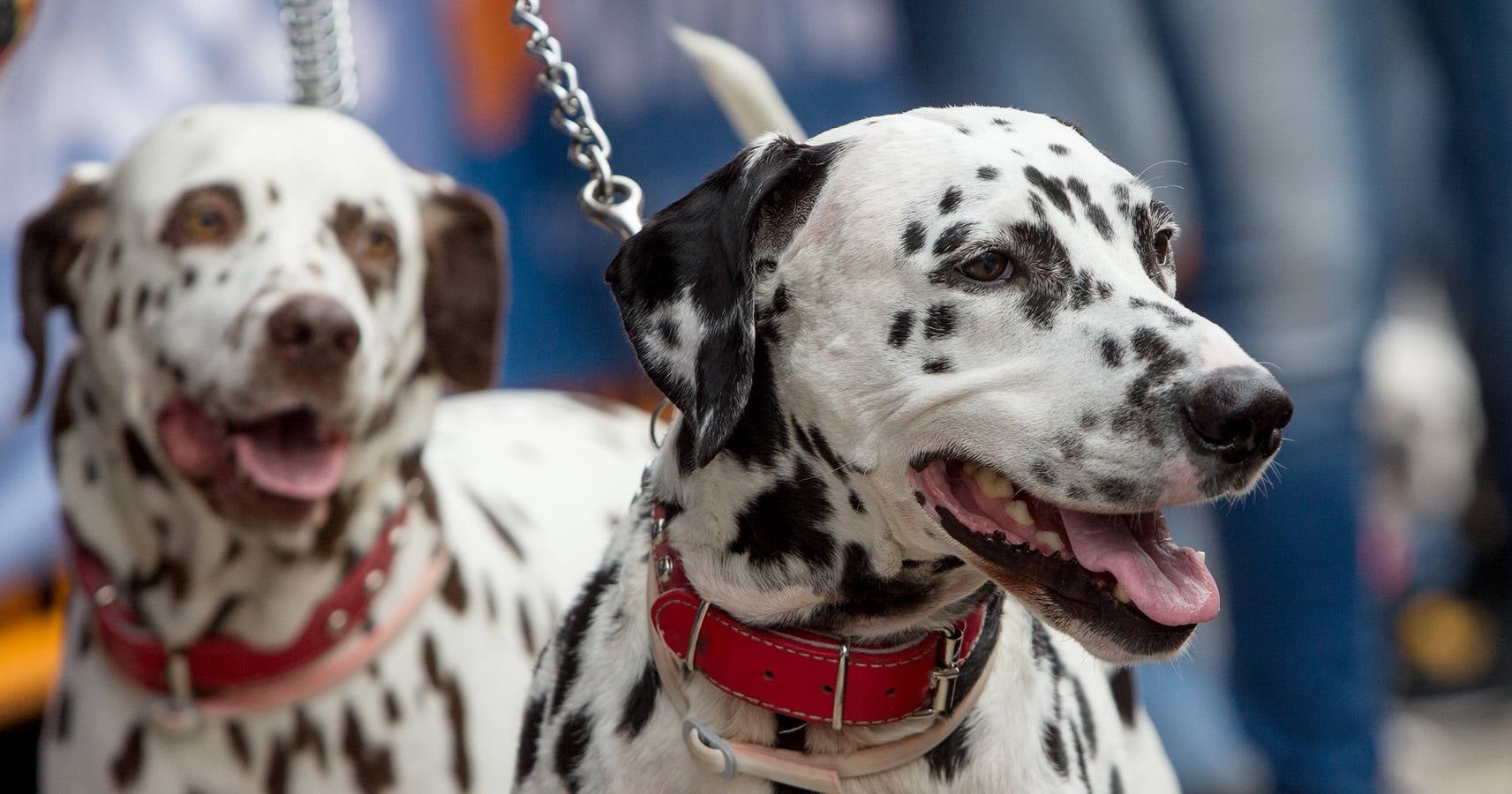 Desfile canino benéfico en El Corte Inglés