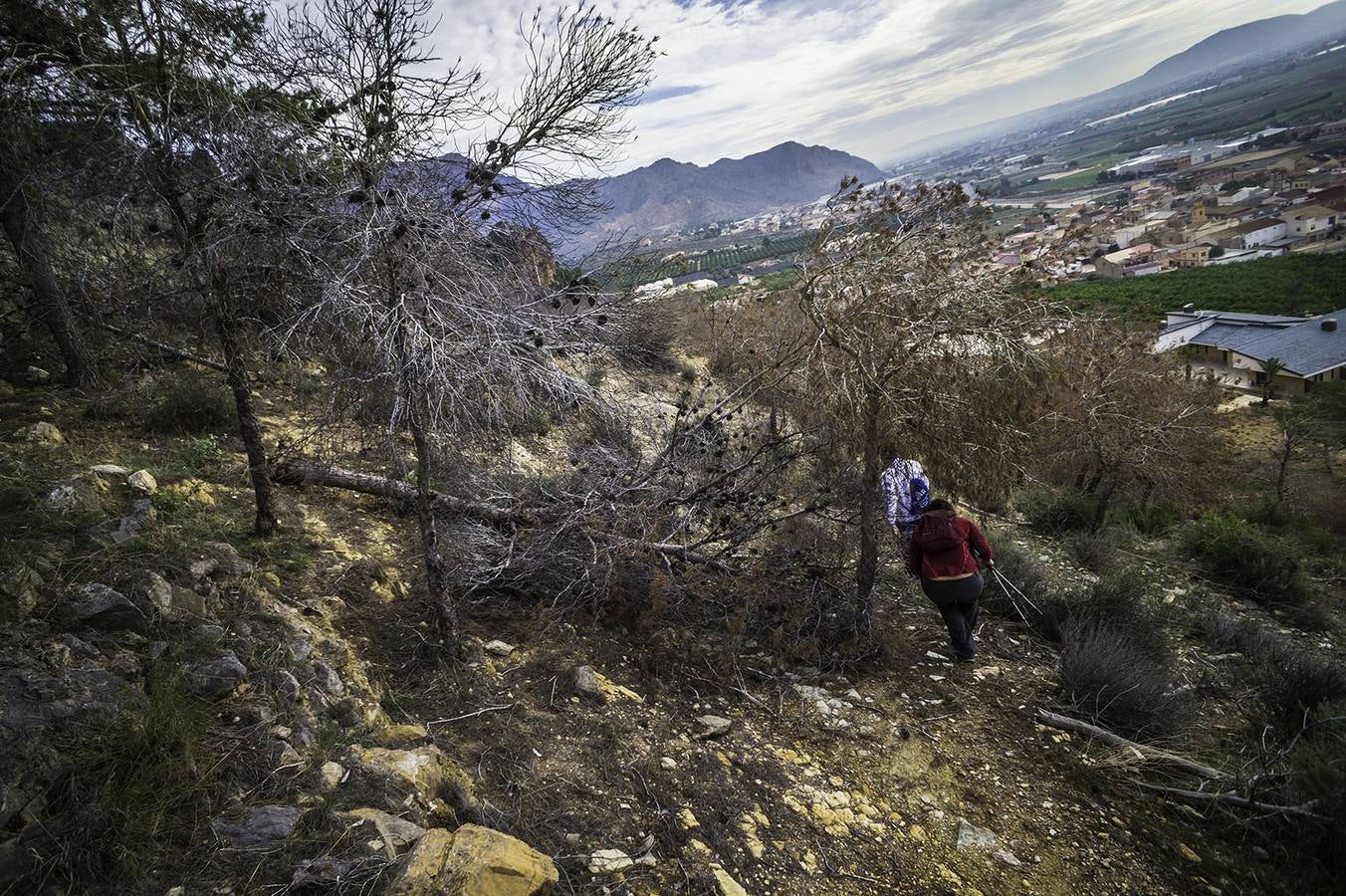 El &#039;tomicus&#039; afecta a las sendas