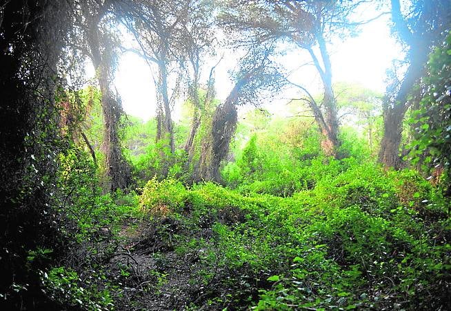 Categoría ‘Adentrándose en el botánico’: Marta Manzana con la foto ‘El lugar de las hadas’.. 