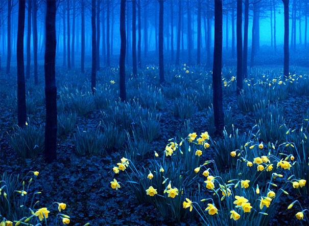 EL BOSQUE DE LA BELLA Y LA BESTIA- LA SELVA NEGRA, ALEMANIA. 