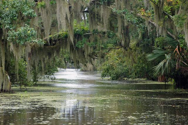 EL LAGO, TIANA Y EL SAPO- LAGO BAYOU, EEUU. 