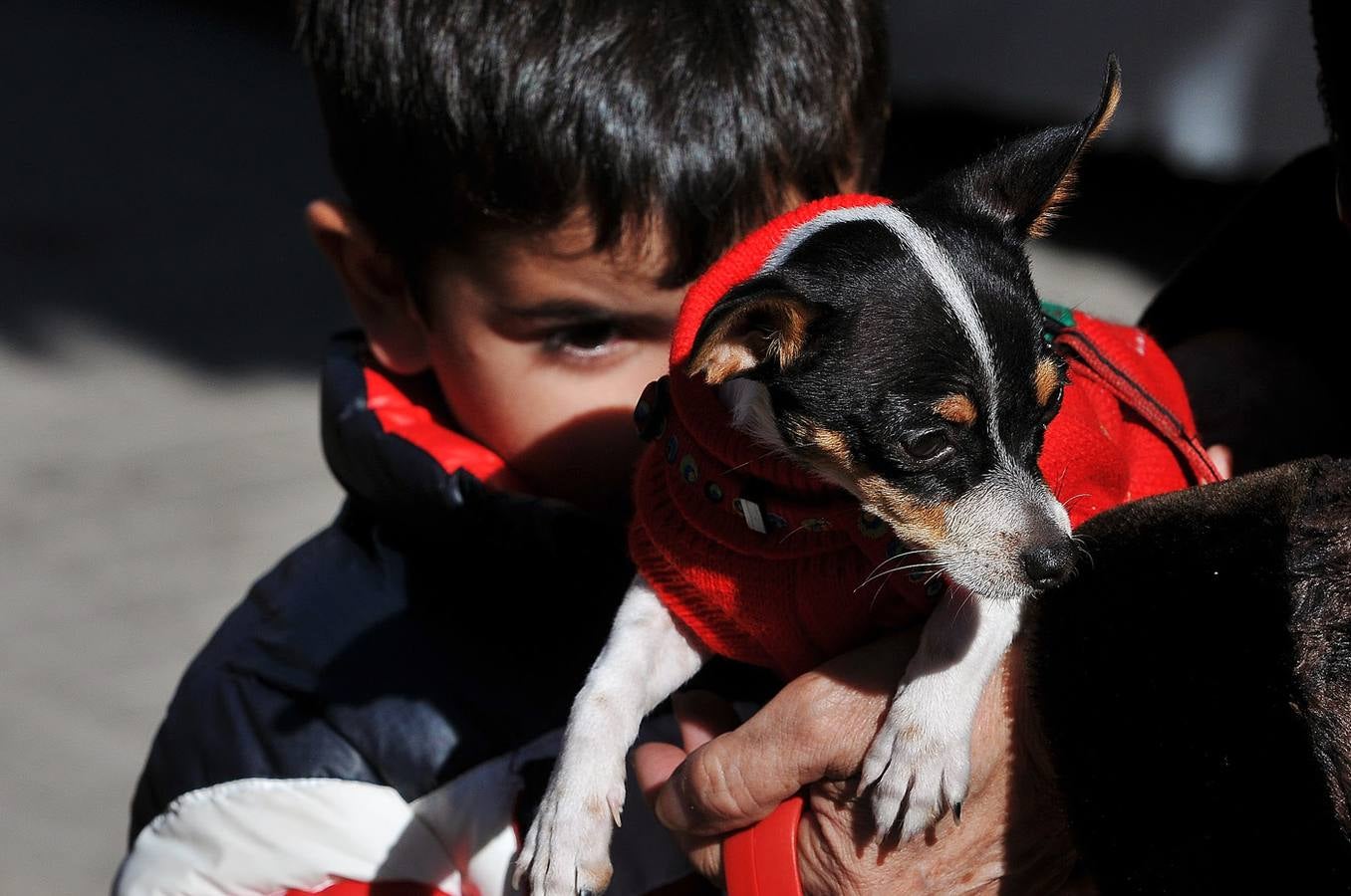 Bendición de animales en San Antonio (II)