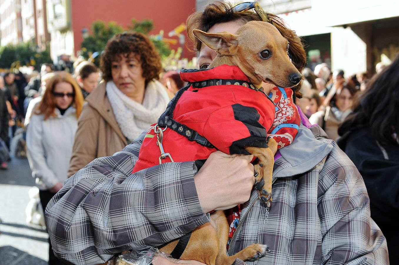 Bendición de animales en San Antonio (II)