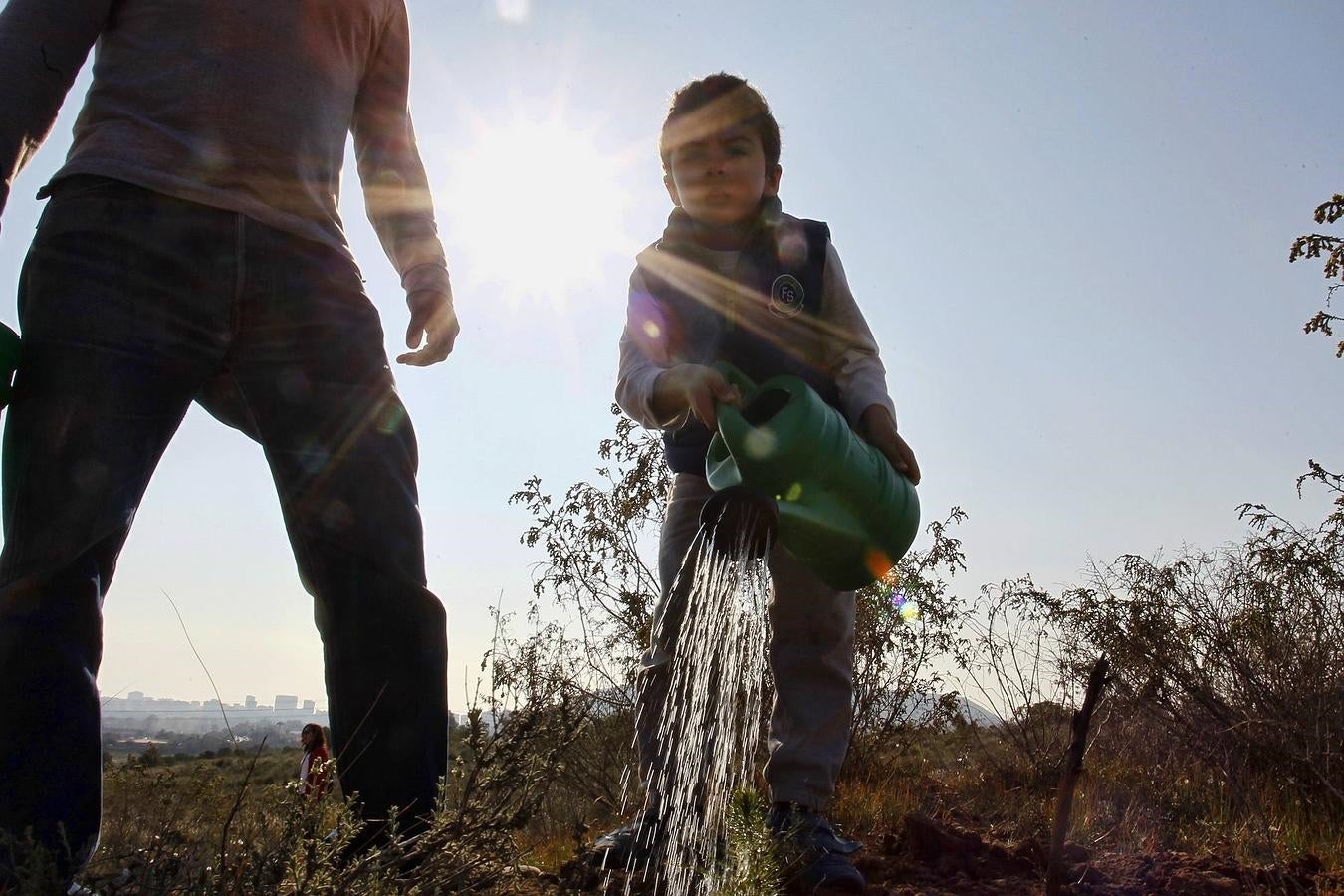 Reforestación en el Benacantil y en Orgeggia