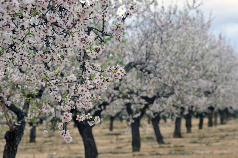 El cálido y seco invierno hace peligrar diez millones de kilos de almendras