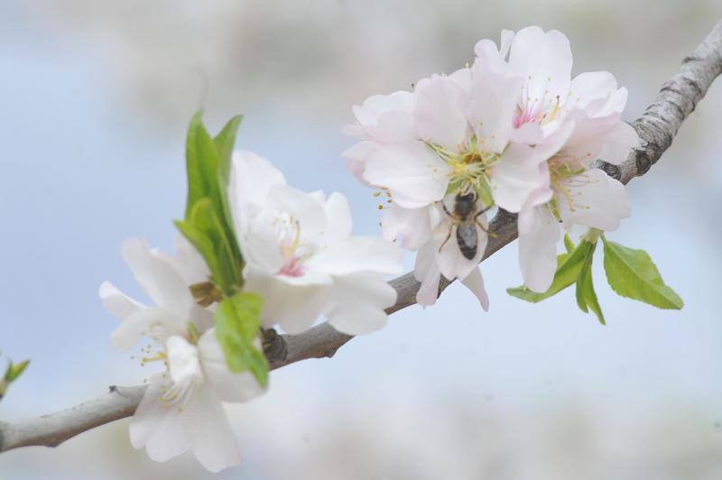 El cálido y seco invierno hace peligrar diez millones de kilos de almendras