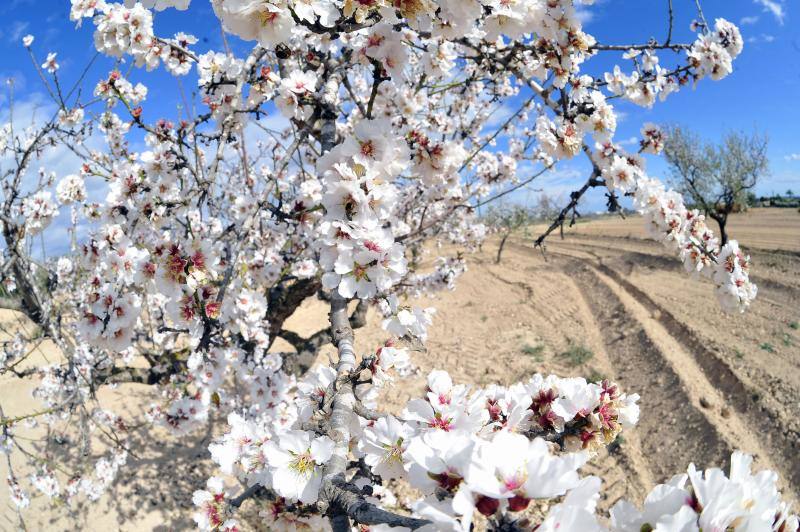 El cálido y seco invierno hace peligrar diez millones de kilos de almendras