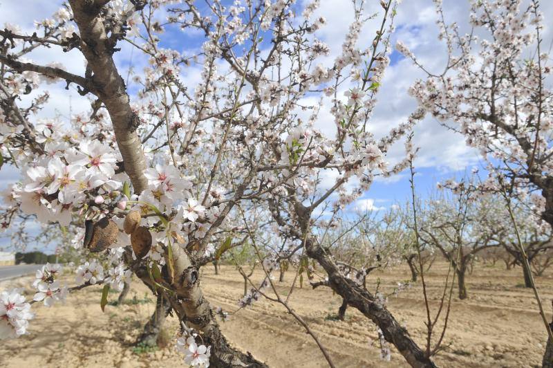 El cálido y seco invierno hace peligrar diez millones de kilos de almendras