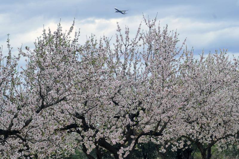 El cálido y seco invierno hace peligrar diez millones de kilos de almendras