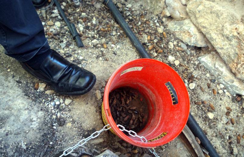 Un tratamiento a tres bandas frena el avance del picudo rojo en el palmeral