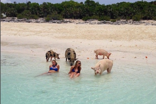 Las Bahamas: la isla de los cerdos salvajes