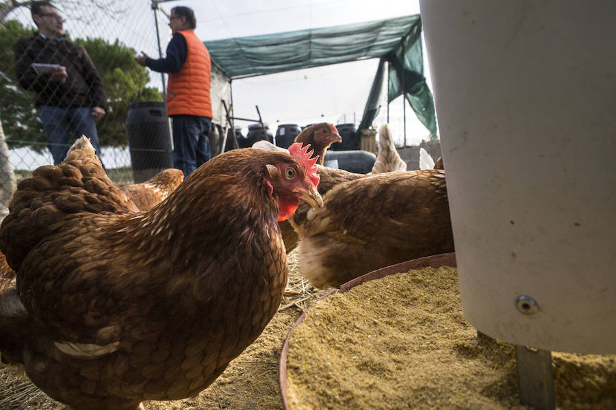 Gallinas en busca de padrinos