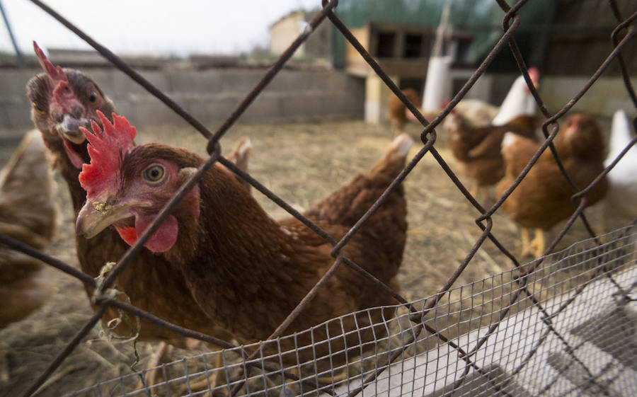 Gallinas en busca de padrinos