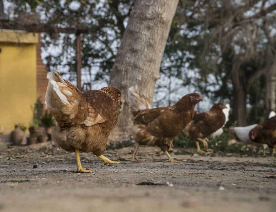 Gallinas en busca de padrinos