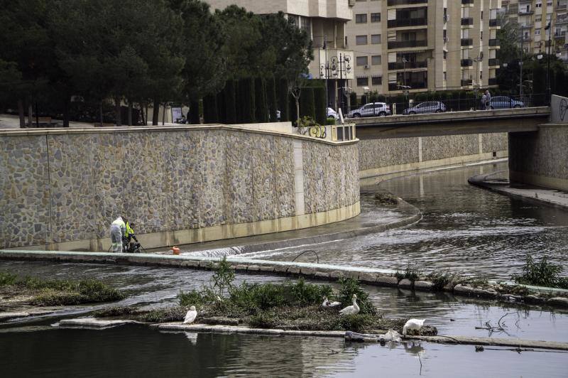 Medio Ambiente limpia el cauce urbano del río Segura ante la inacción de la Confederación