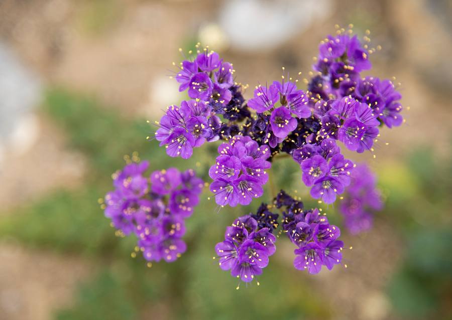 Flores imposibles