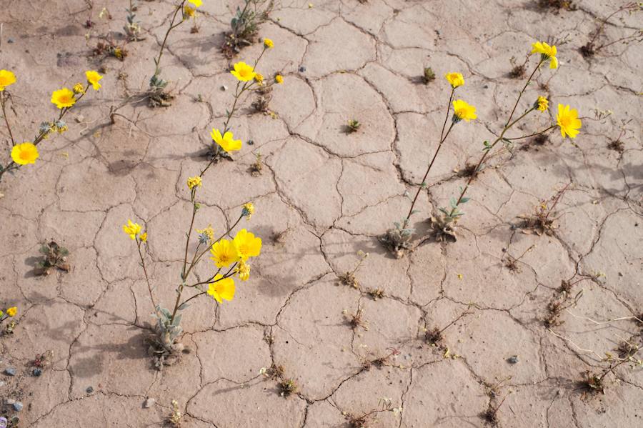 Flores imposibles