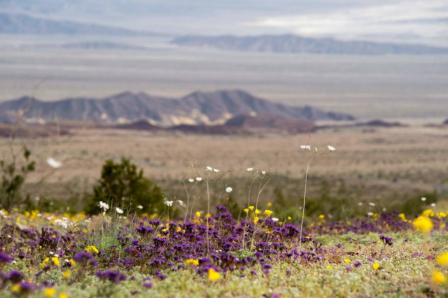 Flores imposibles