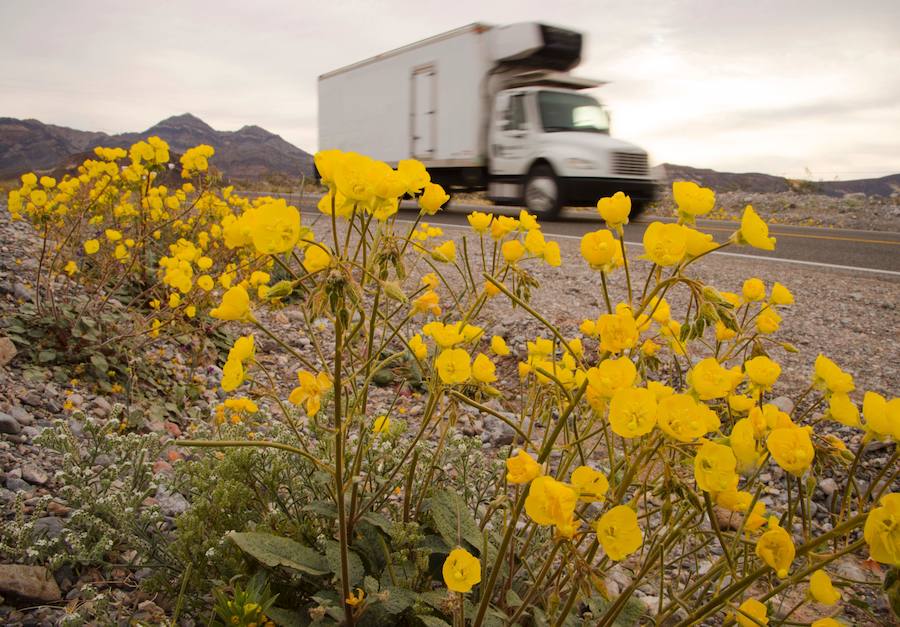 Flores imposibles