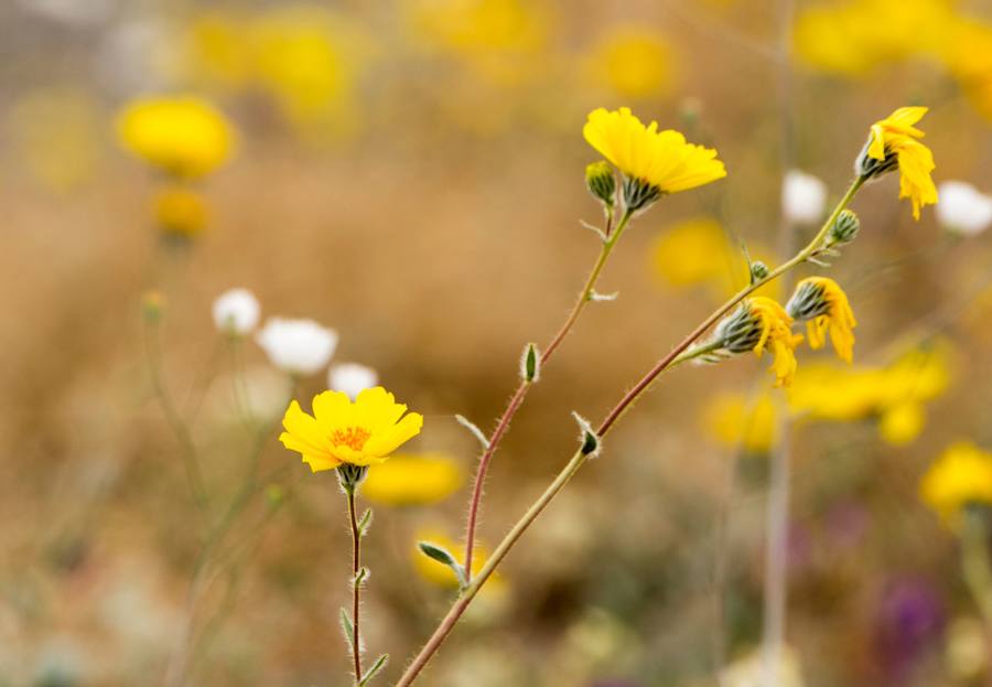 Flores imposibles