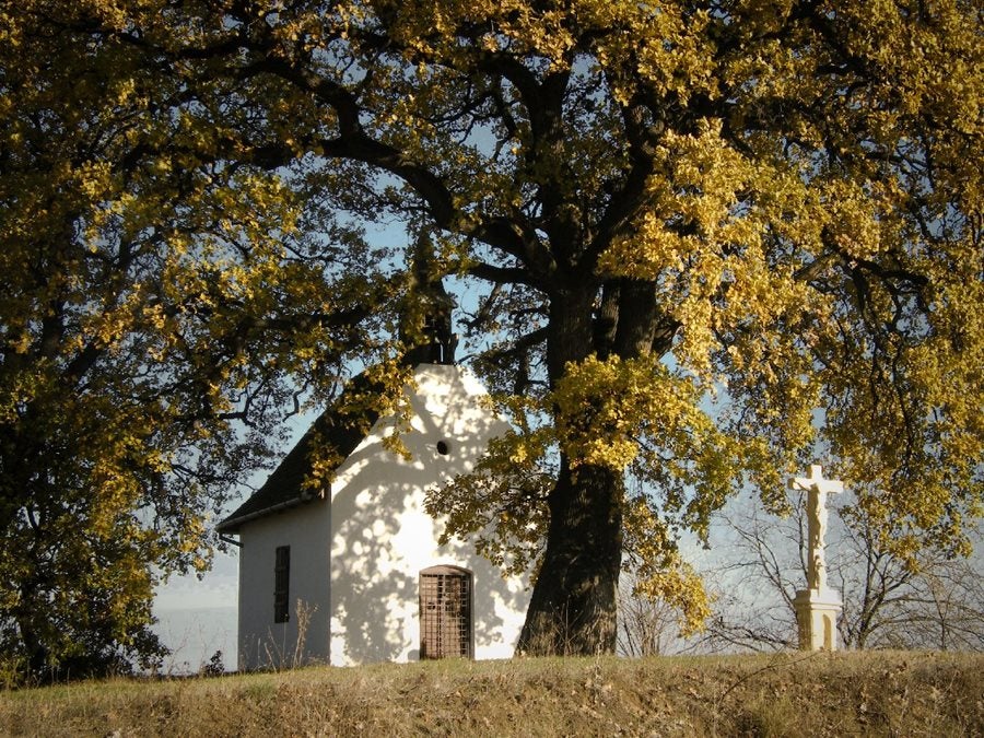 El anciano árbol de Bátaszék (Hungría). 