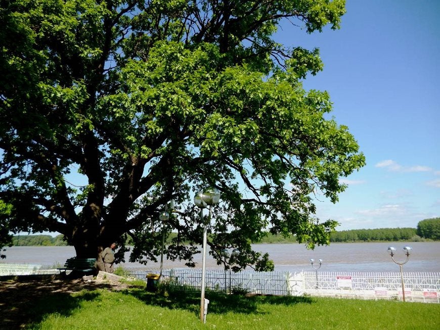 El roble del parque del Danubio en Silistra (Bulgaria). 