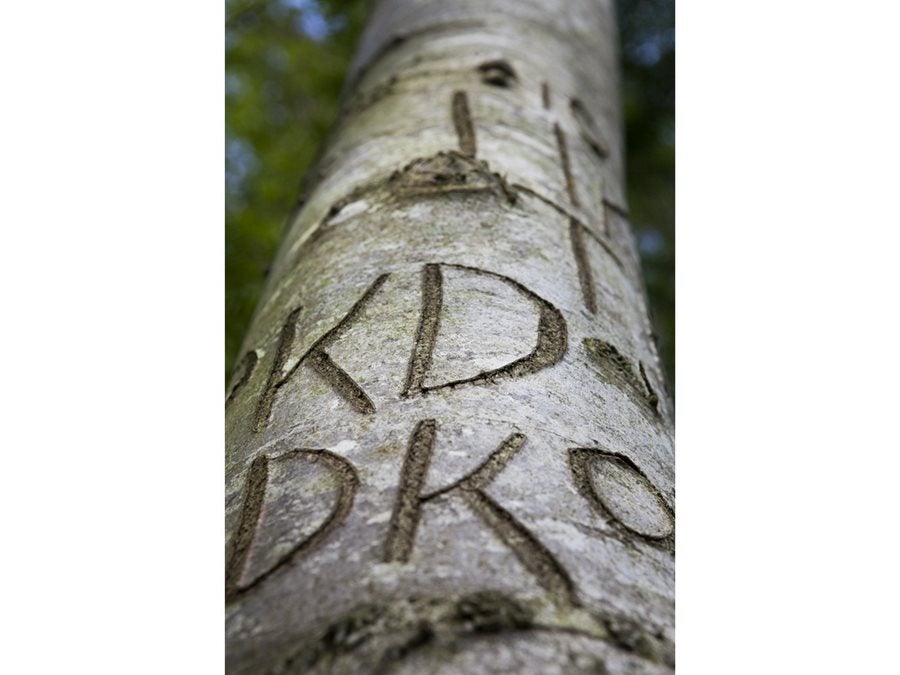 El árbol de las generaciones (Irlanda). 