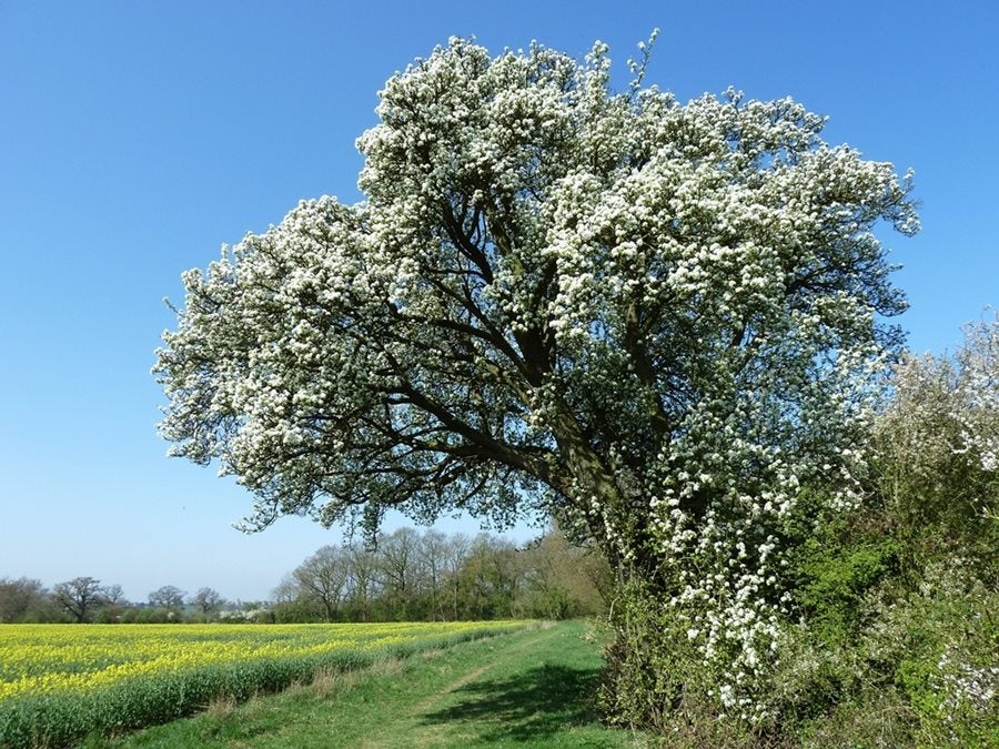 El peral de Cubbintong (Inglaterra). 