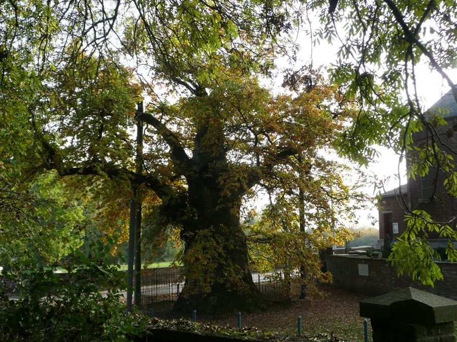 El gran roble de Liernu (Bélgica). 