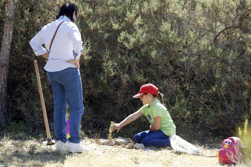 Día del Árbol para las Hogueras