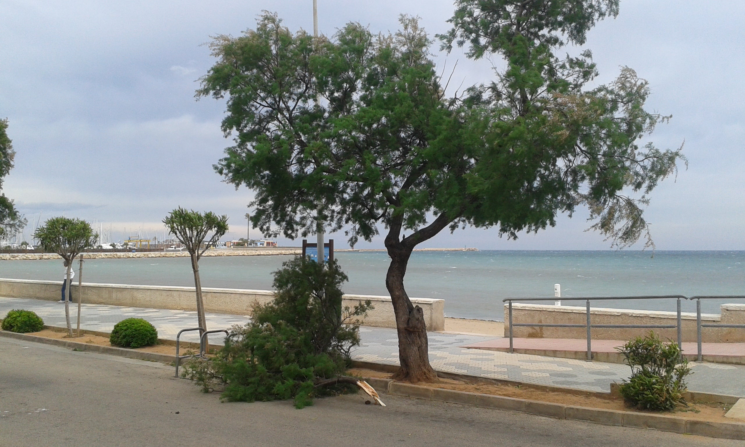 Árbol caído en Dénia.