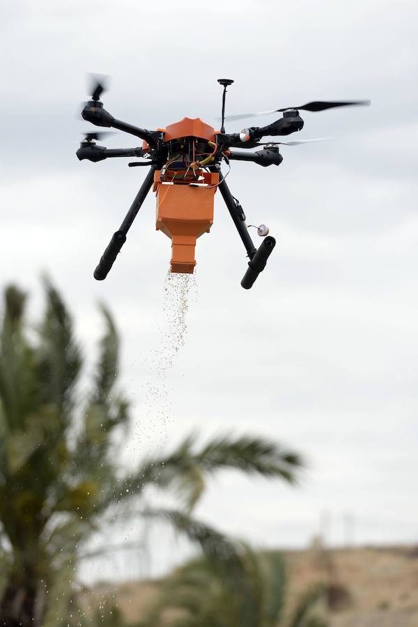 Un dron, nueva herramienta frente al picudo rojo