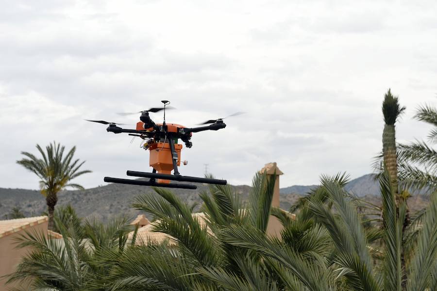 Un dron, nueva herramienta frente al picudo rojo