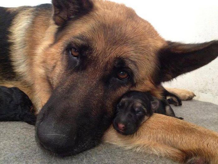 Fotos de las mascotas más encantadoras del mundo