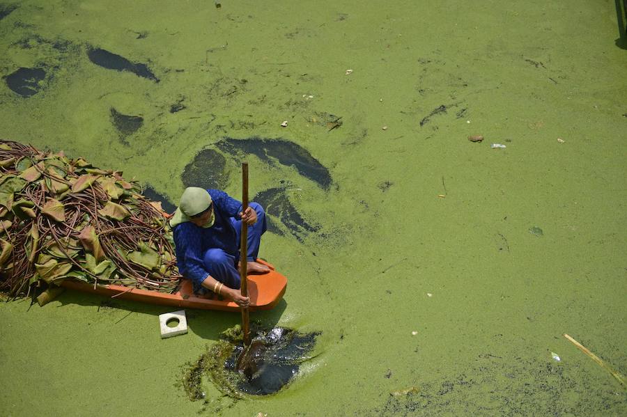 Una mujer de Cachemira lleva en un bote raíces de loto para el ganado a través de las aguas contaminadas del lago Dal en Srinaga.
