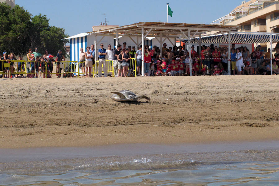 Dos tortugas regresan al mar en Dénia