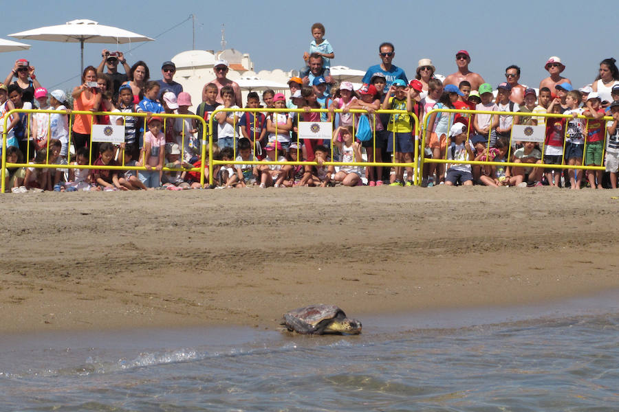 Dos tortugas regresan al mar en Dénia