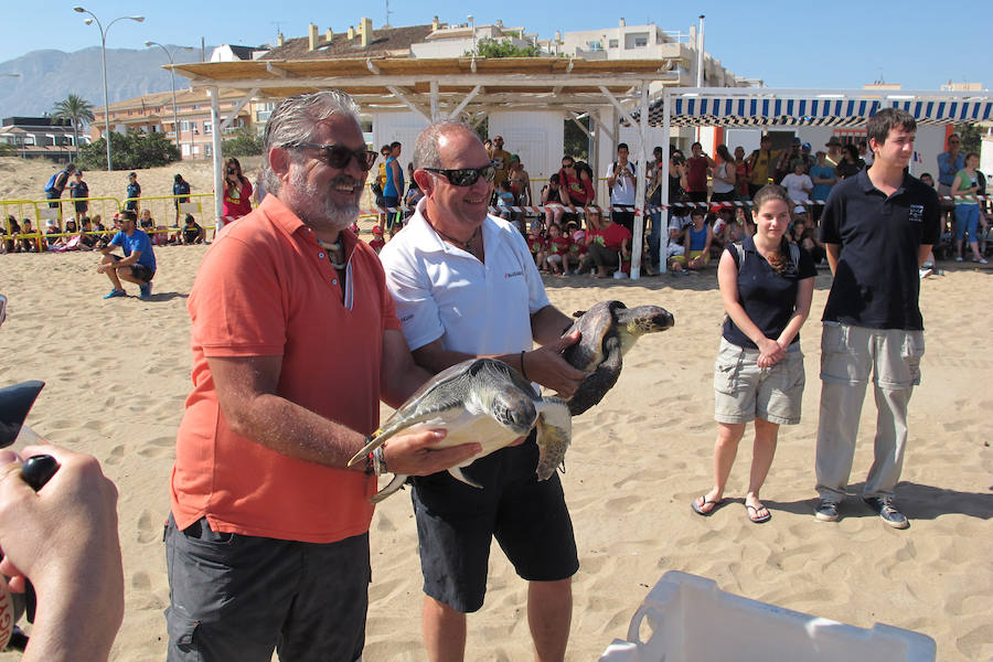 Dos tortugas regresan al mar en Dénia