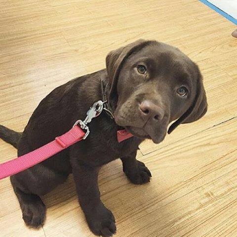 Fotos de los cachorros más amorosos de Instagram