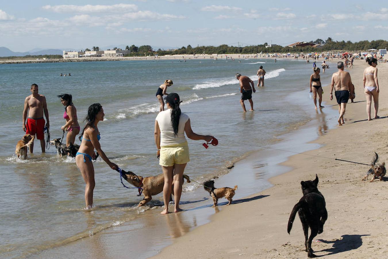 Fotos de la playa de perros en Pinedo