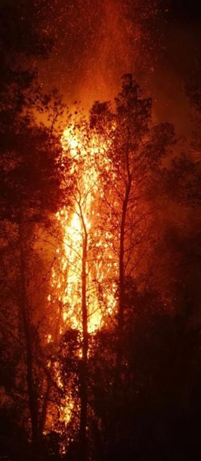 Incendio en Carcaixent (17-06-2016).