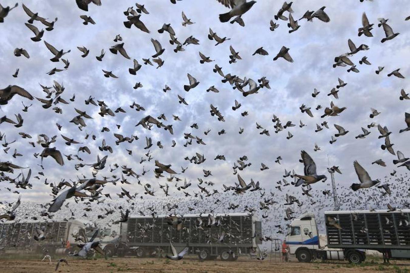 Suelta de 58.000 palomas en Albuixech rumbo a Portugal