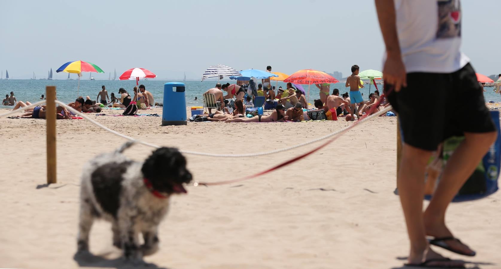 Fotos de la playa canina de Pinedo: perros autorizados