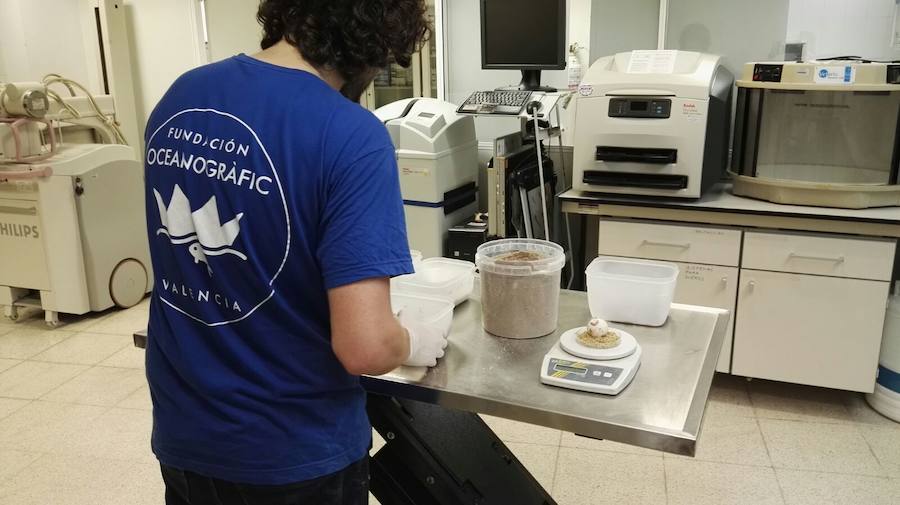 Encuentran una tortuga desovando en un playa de Sueca