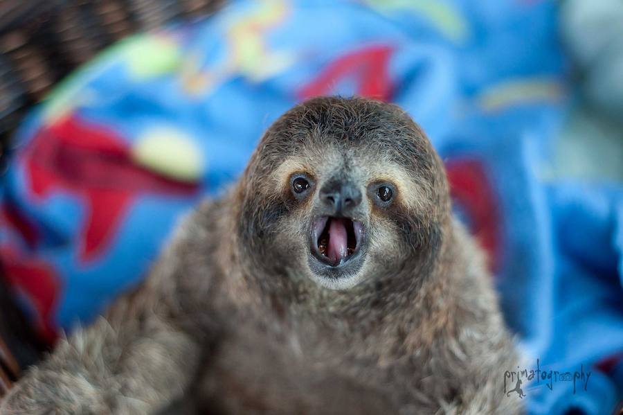 Los bebés perezosos más tiernos del planeta